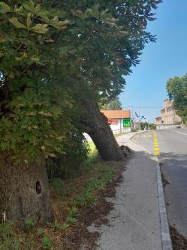 Izruvan kostanj3